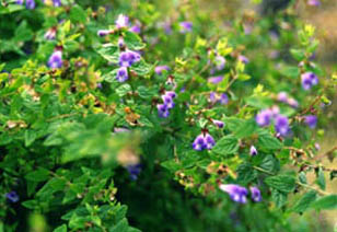 Scutellaria galericulata
